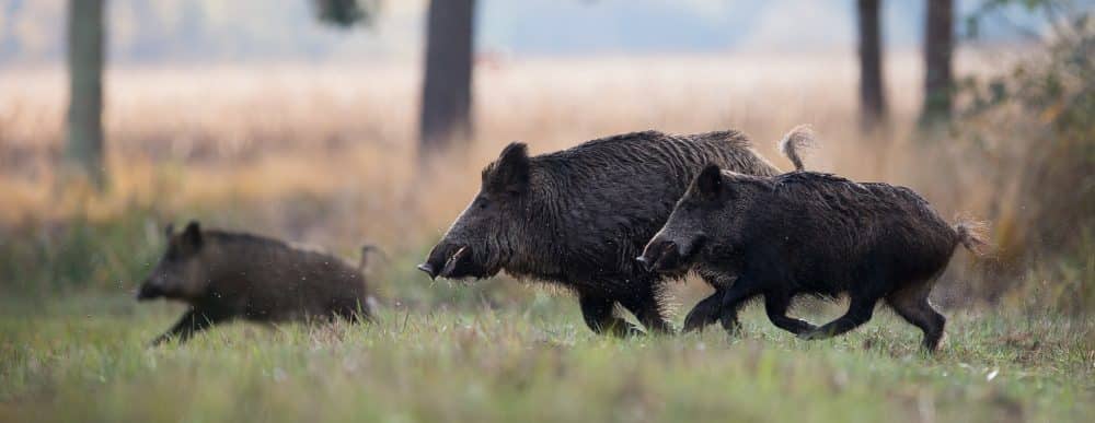 dgestim_sanglier_fnc201400012-e1750689222844