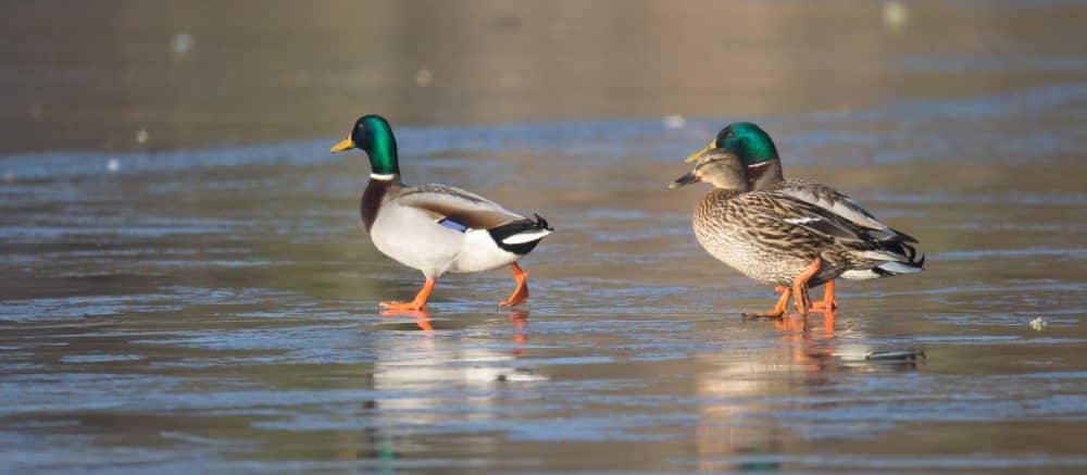 anatides_dgest_fnc_201900035-e1671533211974