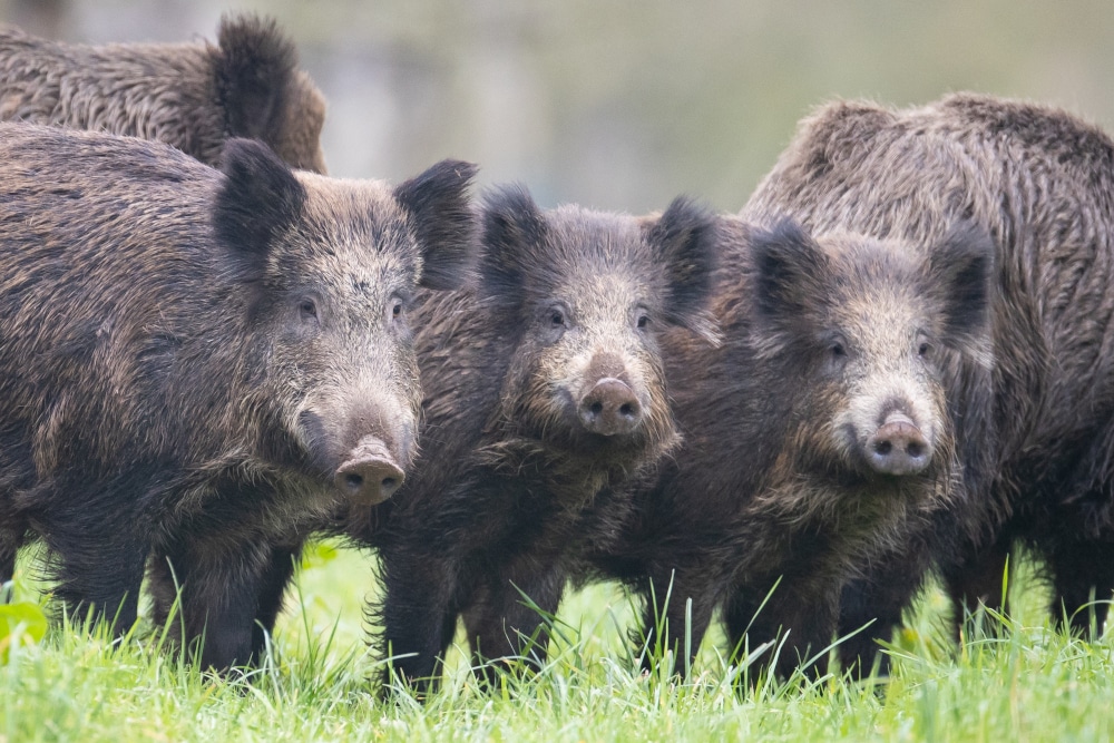 Mamm_sanglier_dgest_fnc20240021