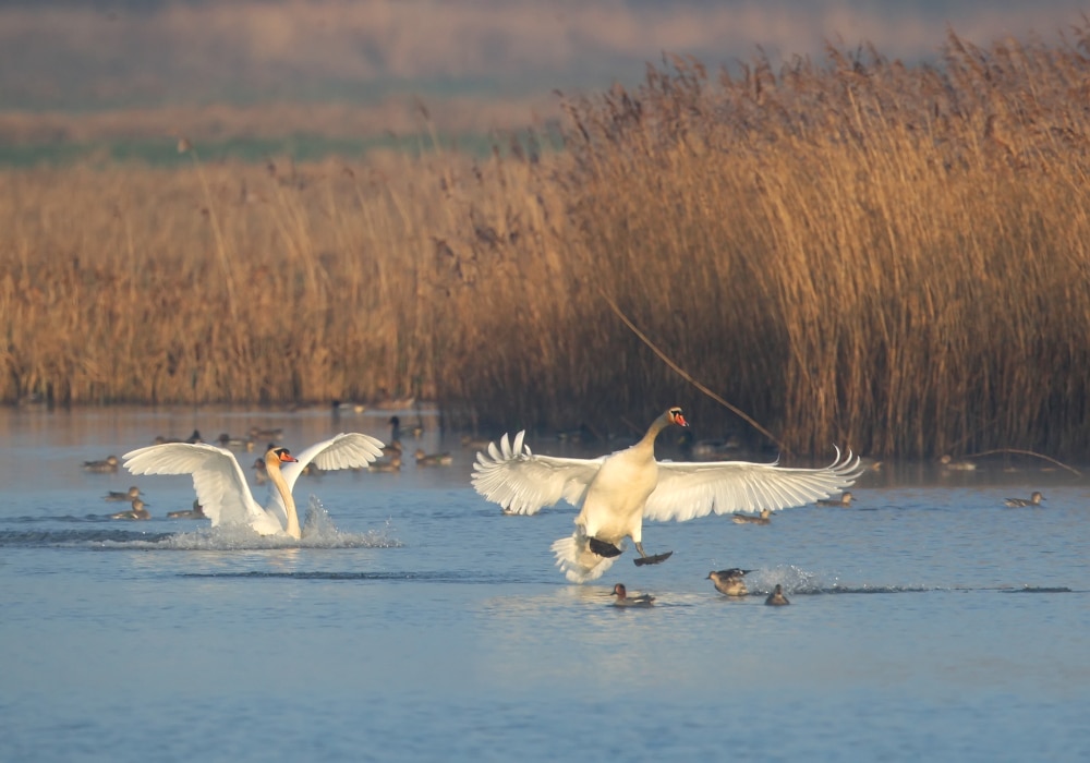 anserides_DGest_fnc20230003