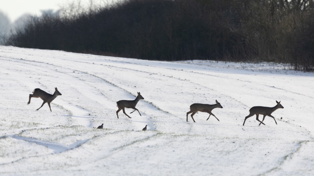 mamm_chevreuil_dgest_fnc20240033