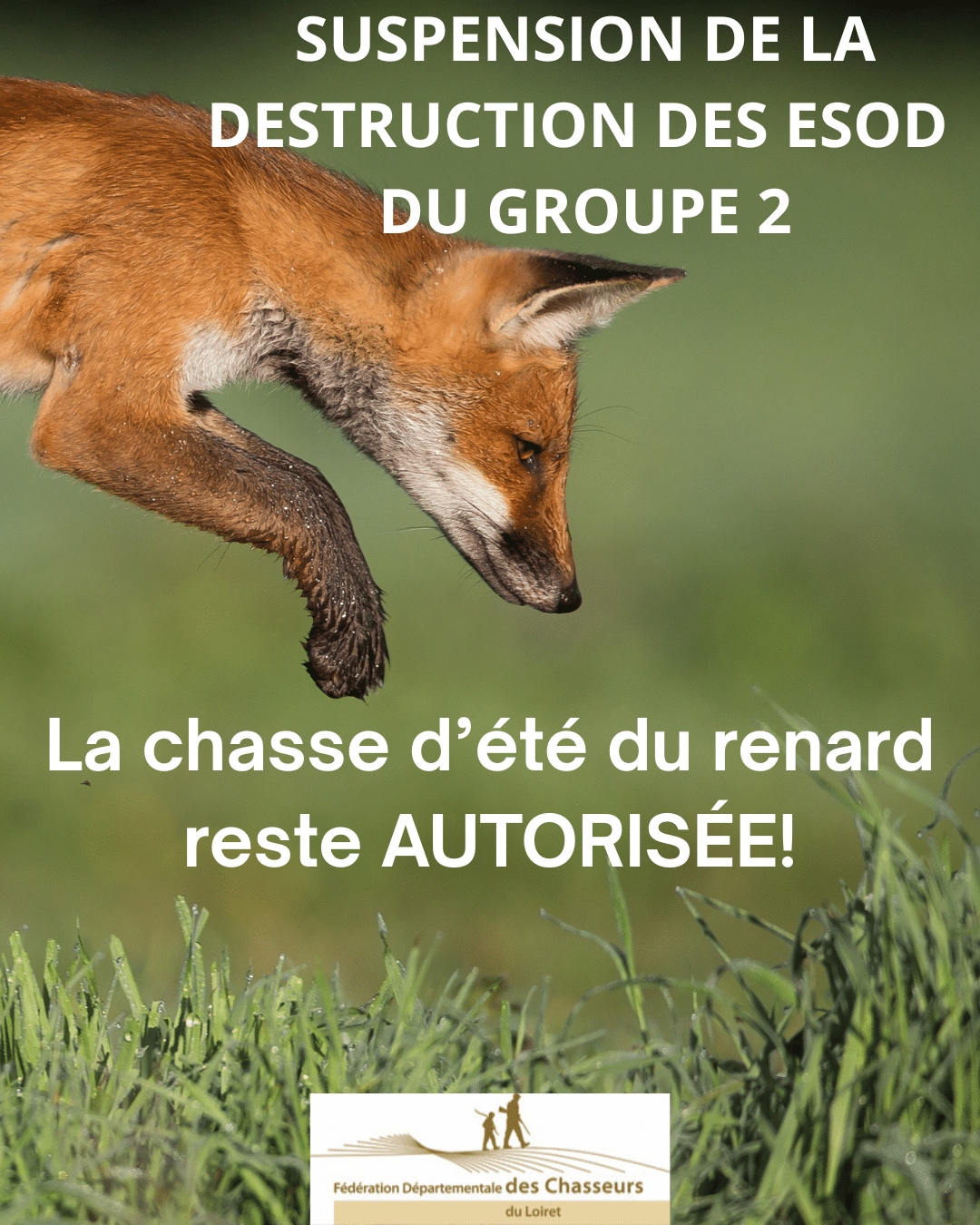 La chasse d’été du renard reste AUTORISÉE!